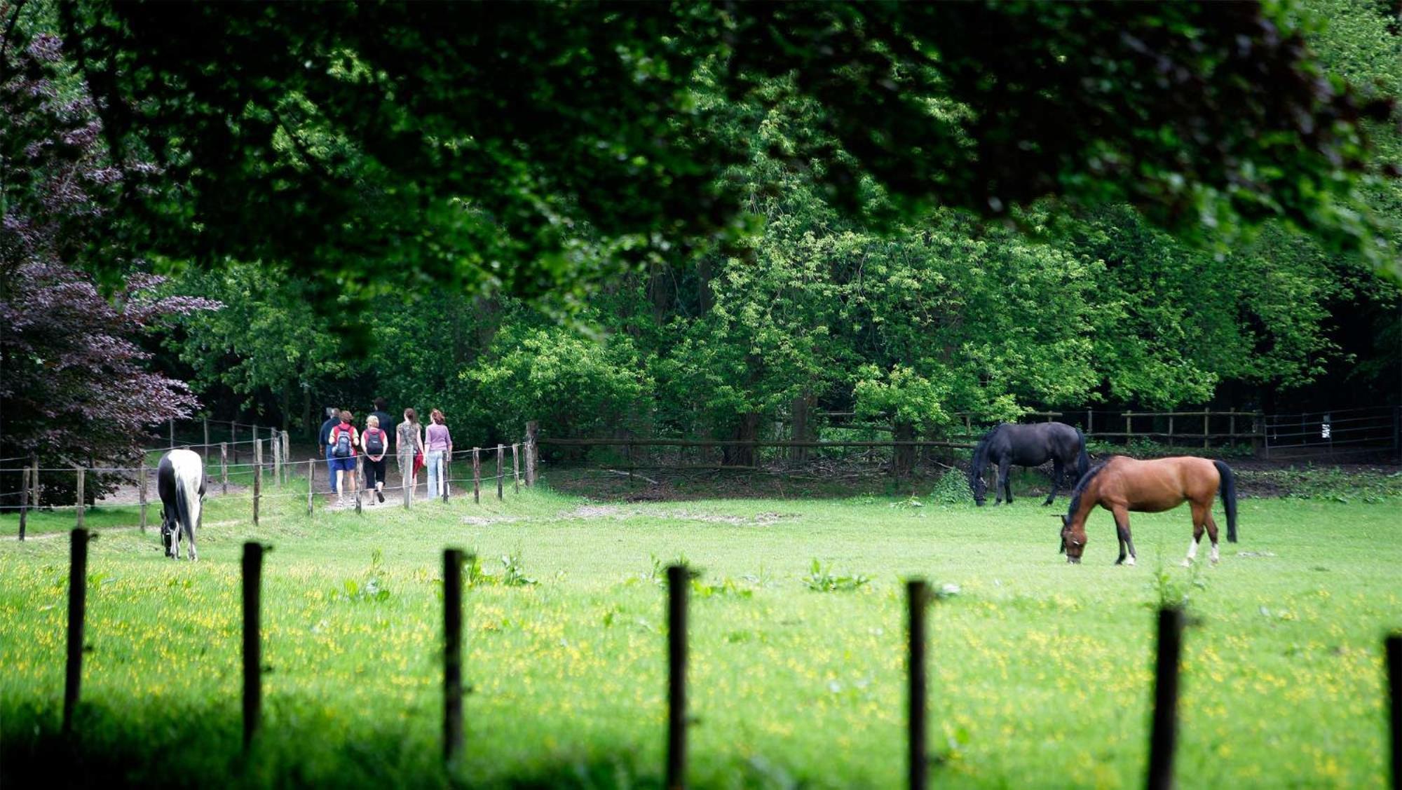 Molecaten Park De Leemkule Hattem Exterior foto